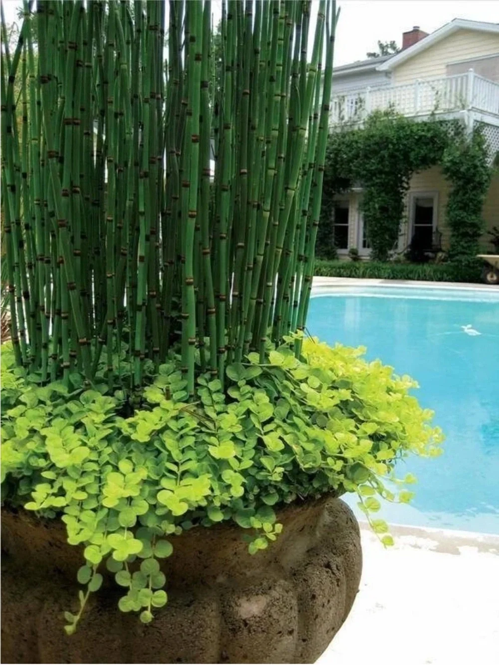 Horsetail Reed Plant Equisetum Hyemale 6 Cuttings With Roots